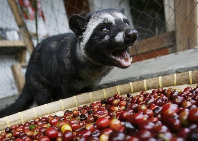 Civet Cat
